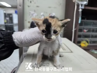 한국 고양이 사진