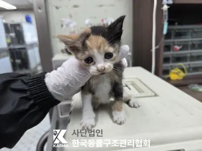 한국 고양이 사진