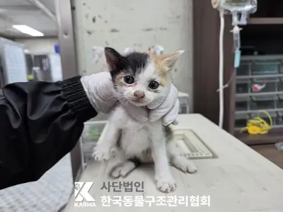 한국 고양이 사진