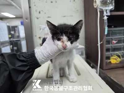한국 고양이 사진