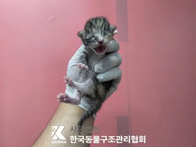 한국 고양이 사진