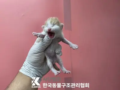 한국 고양이 사진