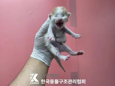 한국 고양이 사진
