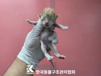 한국 고양이 사진