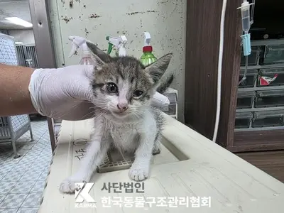 한국 고양이 사진