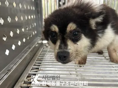 믹스견 사진