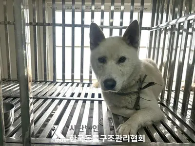 믹스견 사진