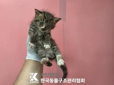 한국 고양이 사진