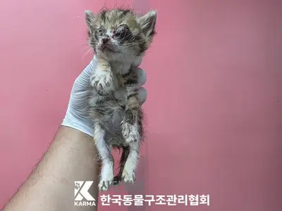 한국 고양이 사진