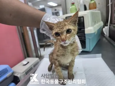 한국 고양이 사진