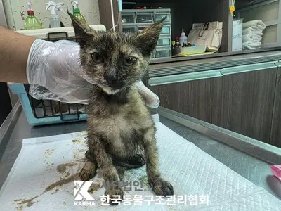 한국 고양이 사진