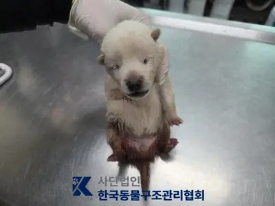 믹스견 사진