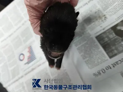 믹스견 사진