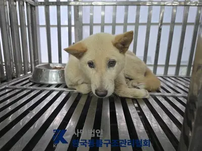 믹스견 사진