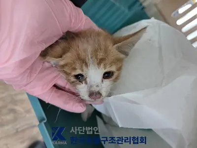 한국 고양이 사진