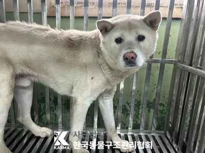믹스견 사진