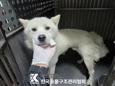 믹스견 사진