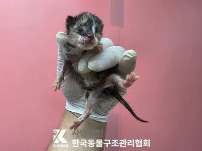한국 고양이 사진