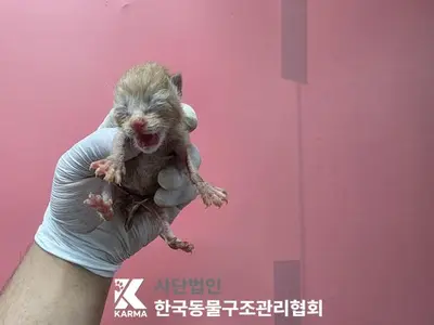 한국 고양이 사진