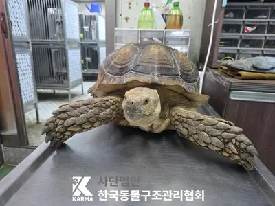 기타축종 사진