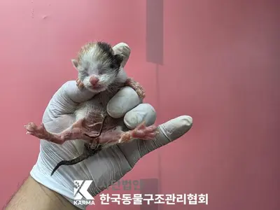 한국 고양이 사진