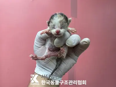 한국 고양이 사진