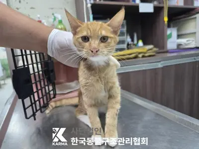 한국 고양이 사진