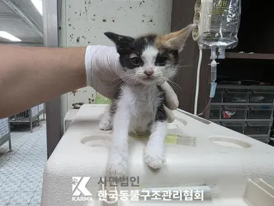 한국 고양이 사진