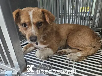믹스견 사진