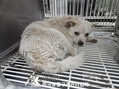 믹스견 사진