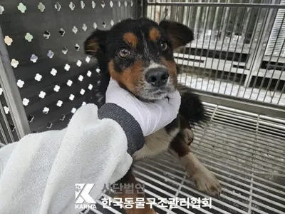 믹스견 사진