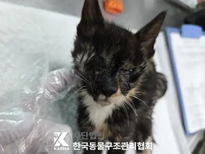 한국 고양이 사진