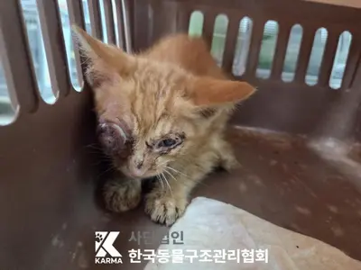 한국 고양이 사진