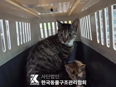 한국 고양이 사진