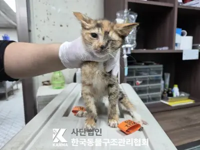 한국 고양이 사진