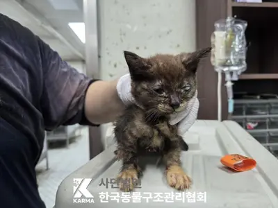 한국 고양이 사진