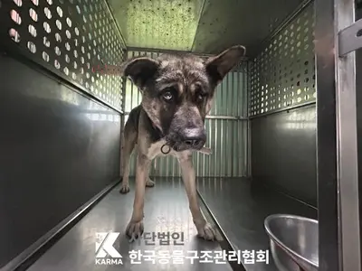 믹스견 사진
