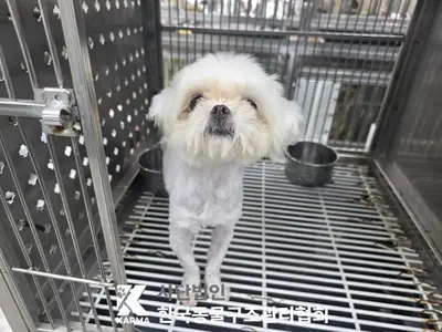 말티즈 사진