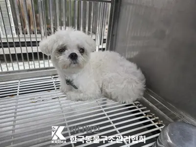 말티즈 사진