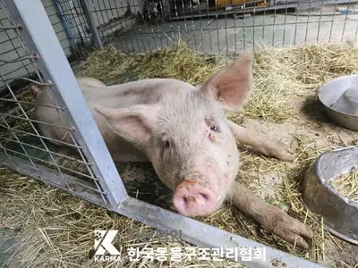 기타축종 사진