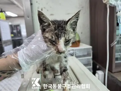한국 고양이 사진