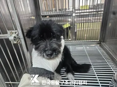 믹스견 사진