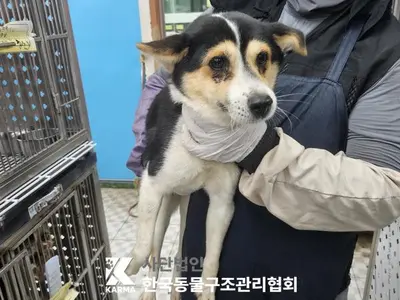 믹스견 사진