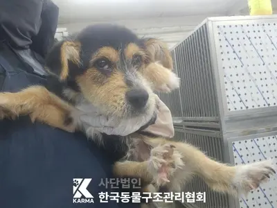 믹스견 사진