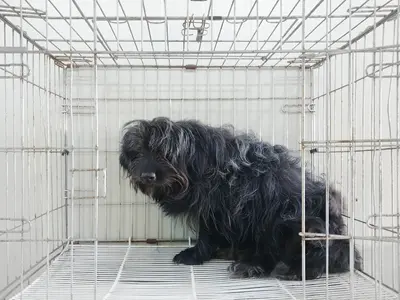 믹스견 사진