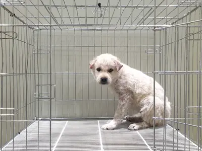 믹스견 사진