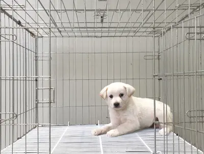 믹스견 사진