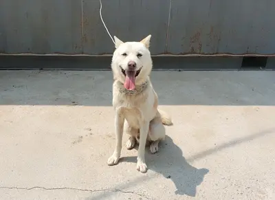 풍산견 사진