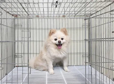 포메라니안 사진