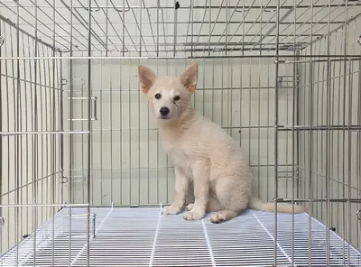 믹스견 사진